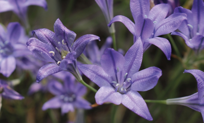 Image 4: 100 or 200 Classic Spring Bulb Collections 