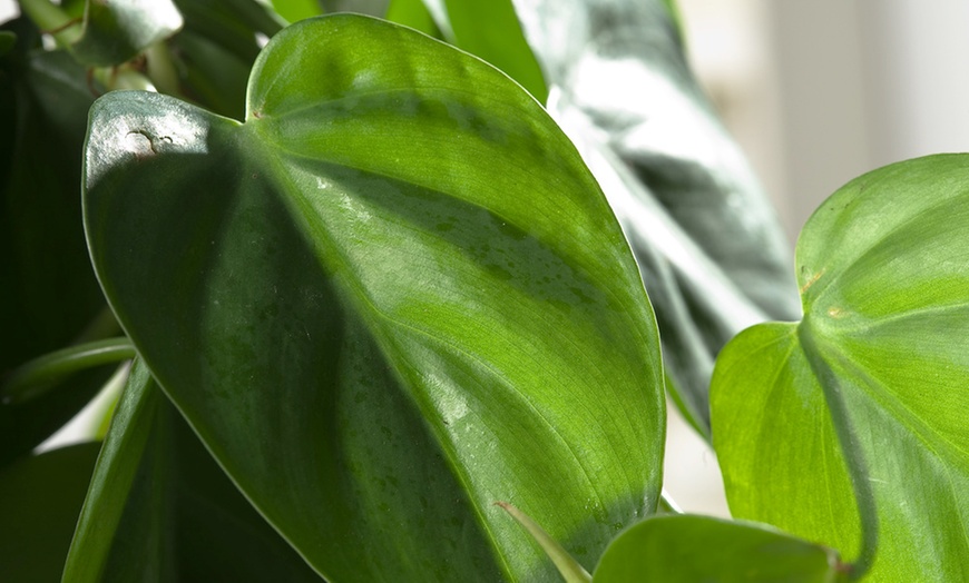 Image 2: Pianta di Philodendron Scandens