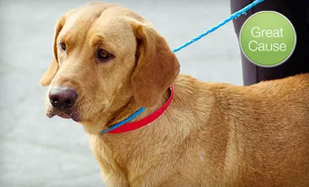 $10 Donation for Canine Heartworm Treatment - Primary Image