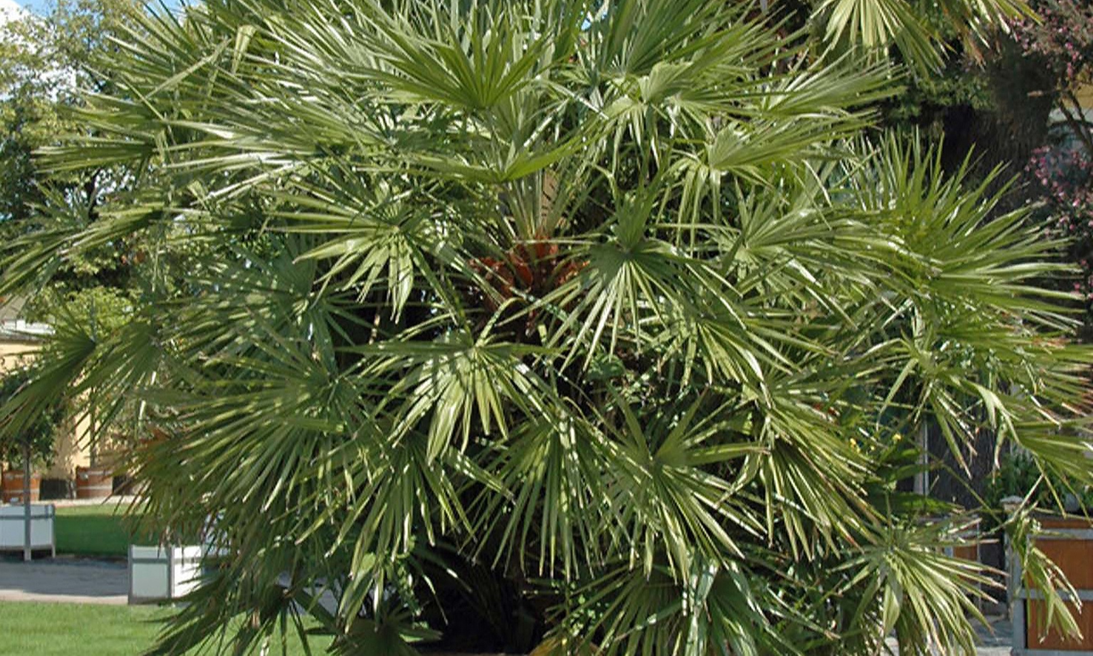 Palmier nain européen rustique Chamaerops "Humilis"