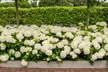 4er-Set Hortensie „Strong Annabelle“ mit Riesenblüten - Second Medium