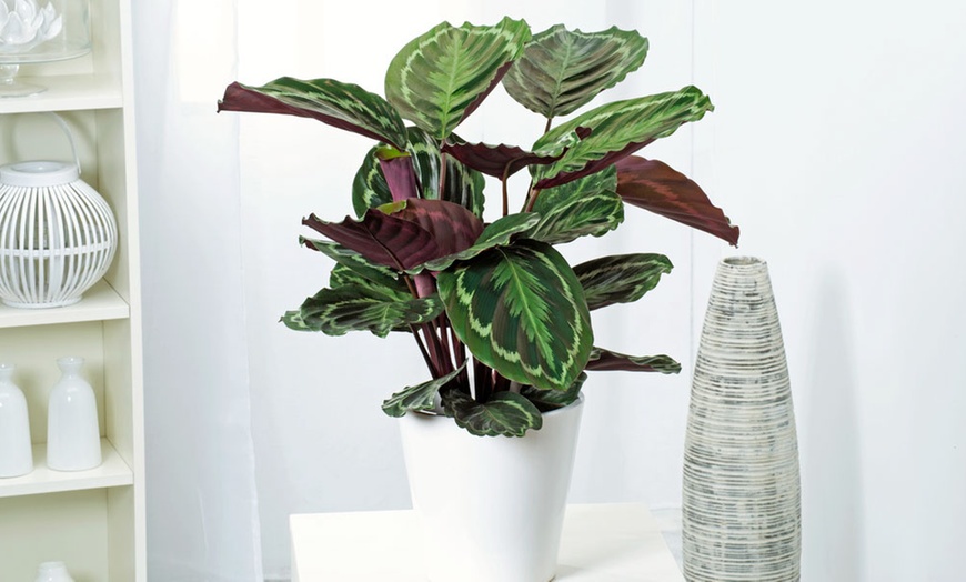 Image 9: Calathea, keuze uit 3 variëteiten