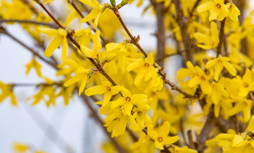 Image 2: Scented Dwarf Forsythia 'Mini Gold' - 1, 3 or 5 plants