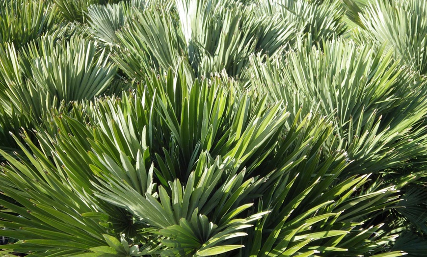 Image 2: Pair of Vulcano Palm Trees 3L