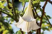 Angel Trumpet 'Brugmansia' – White, Yellow, Pink Potted Plants - Image 6