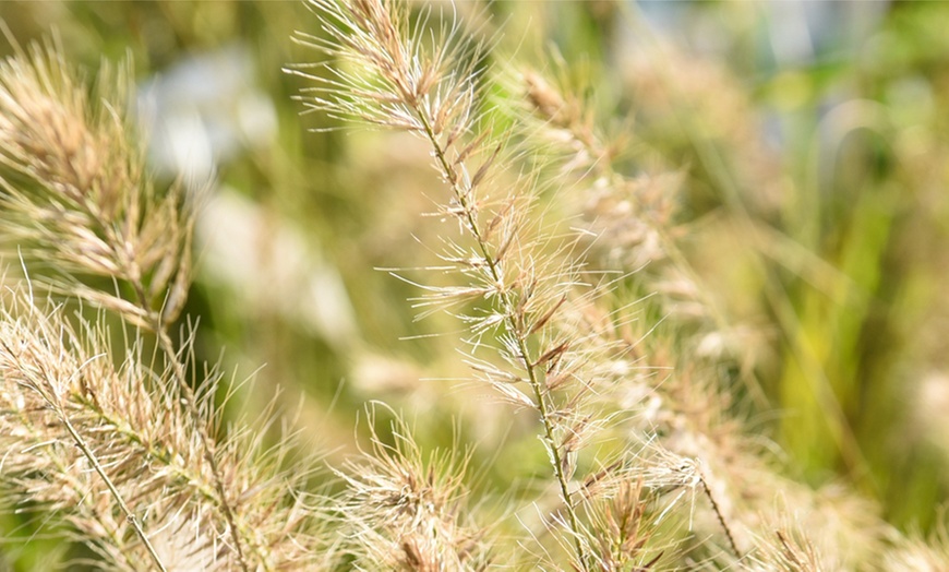 Image 5: One or Two Pennisetum alopecuroides Plants