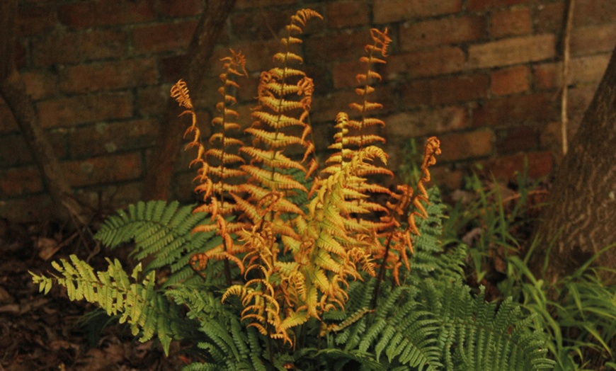 Image 2: Alpine Wood Fern Plant