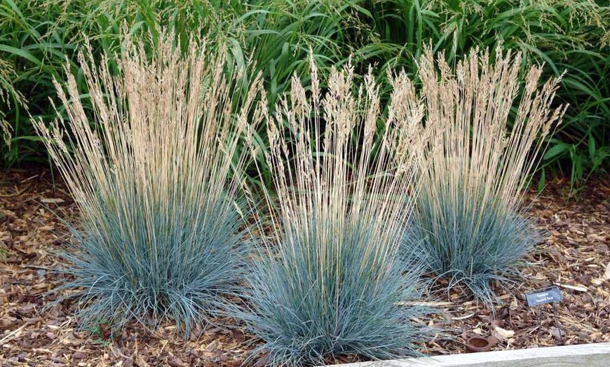 Image 3: Festuca Glauca planten