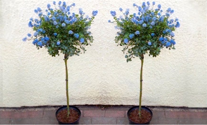 Image 1: Two Standard Ceanothus Trees