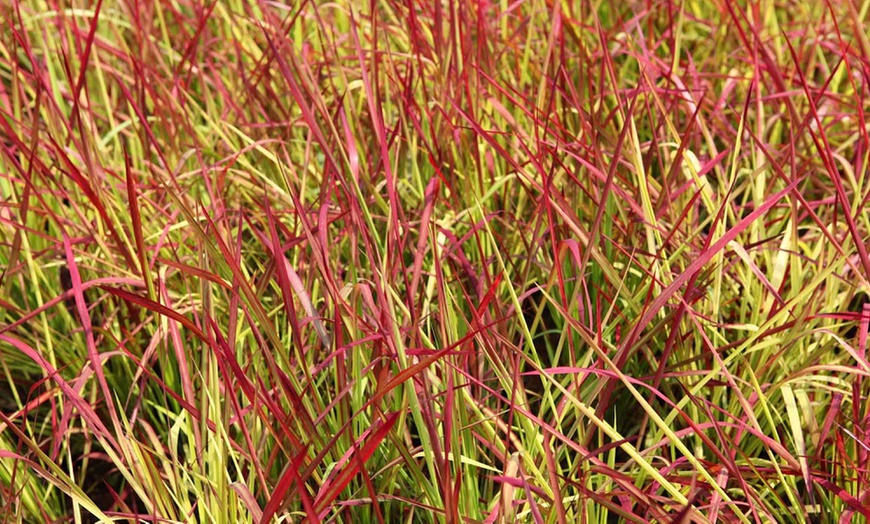 Image 3: Up to 3 Lomandra White Sands or Imperata (grass) Red Baron Plants 9cm