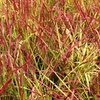 Image 3: Up to 3 Lomandra White Sands or Imperata (grass) Red Baron Plants 9cm