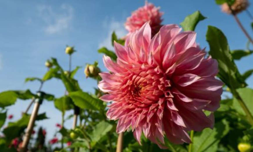 Image 11: Mixed Summer Dahlia Tubers