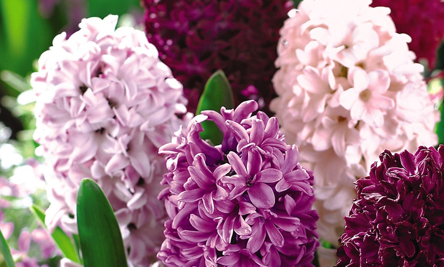 Image 3: Up to 32 Hyacinth Berries and Cream Plant Bulbs