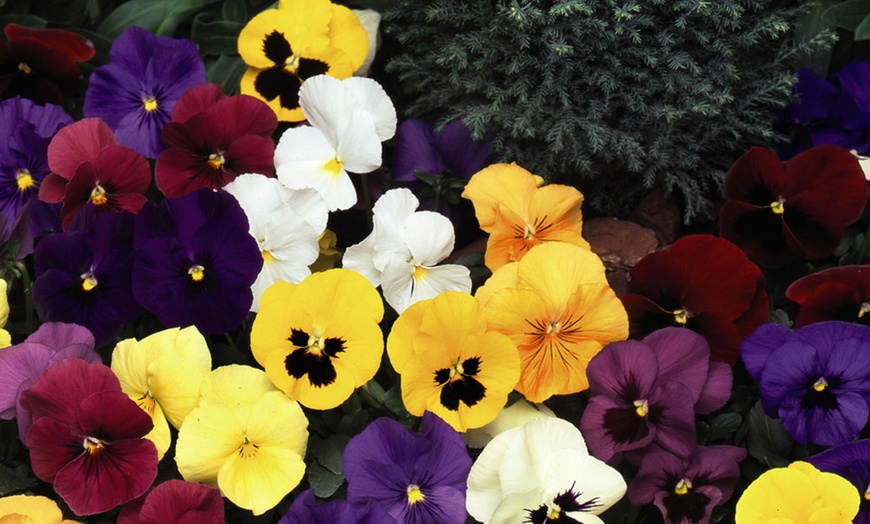 Image 2: 24, 48 or 72 Pansy Universal Super Mix Plants