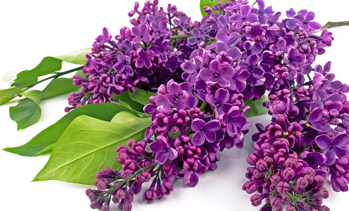 Common Lilac Shrub - Primary Image