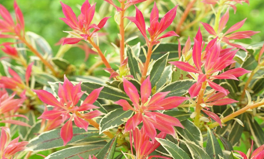 Image 8: 5-Plant Evergreen Pieris Plants