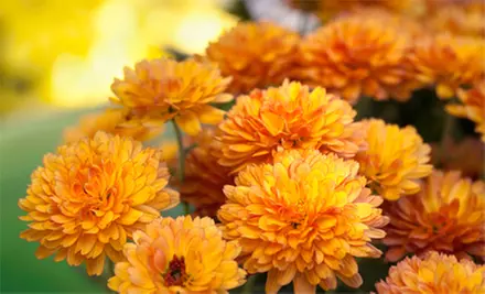 $11 for $20 Worth of Plants, Trees, and Shrubs at Boulevard Flower Gardens at Ruffin Mill - Primary Image