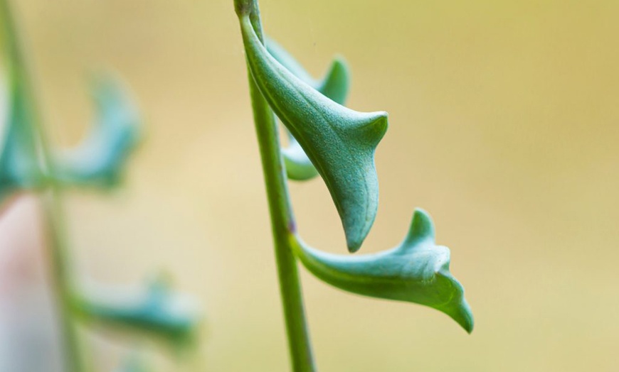 Image 5: Plante du dauphin senecio peregrinus