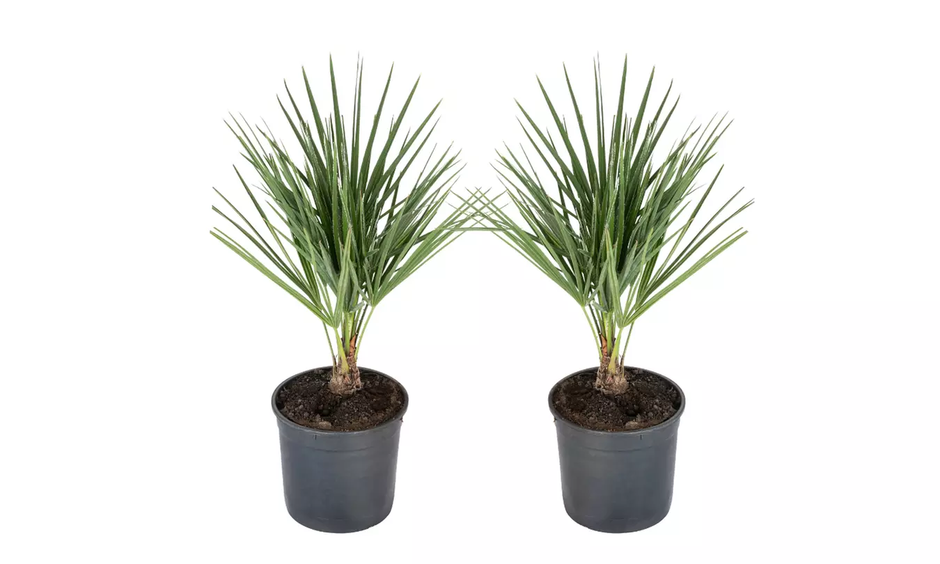 1x oder 2x Zwergpalme in mittel oder groß - Second Medium