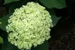 Hydrangea Lime Rickey Potted Plant (3-Litre Pot) - Image 4