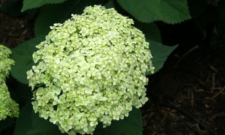 Image 4: Hydrangea Lime Rickey Potted Plant (3-Litre Pot)