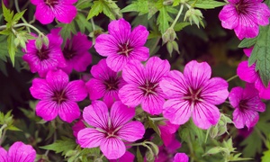 Groundcover Geranium Collection – 10 or 20 Plants