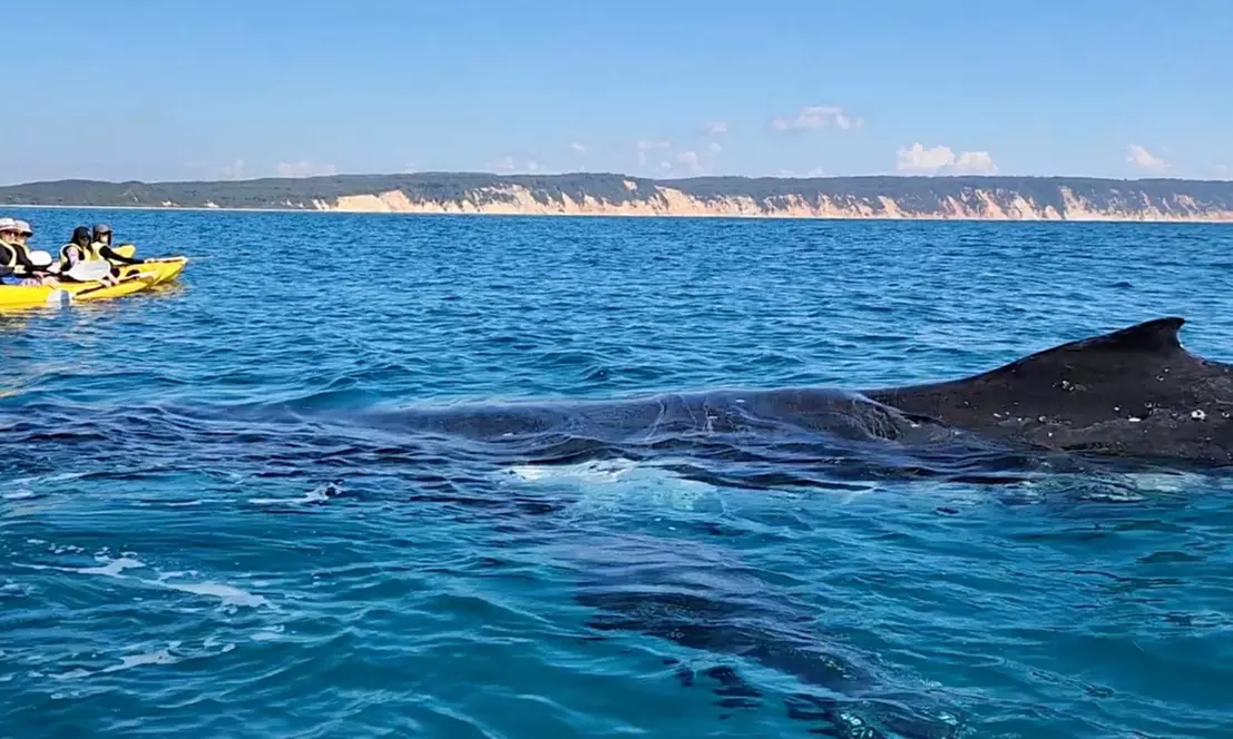 Dolphin-View Kayak Tour or Private Day Tour to Double Island Point