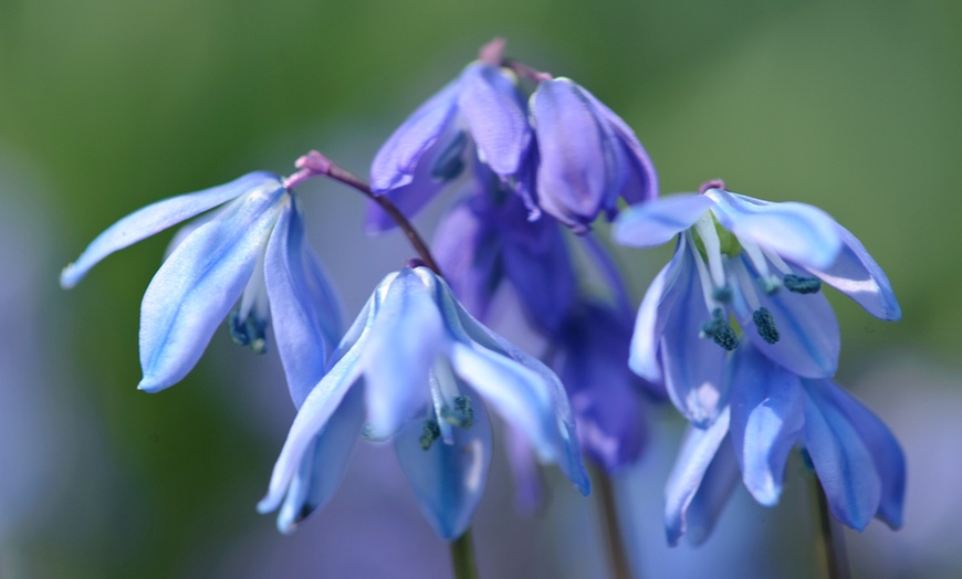 Image 8: Lot de bulbes à fleurs