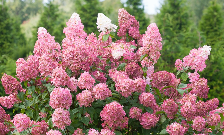 Image 7: 3 o 6 plantas hortensias