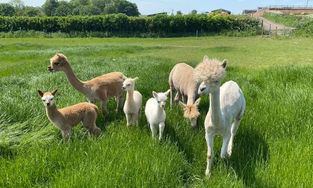 Baby Alpaca Experience or Alpaca Walking Experience with Afternoon Tea