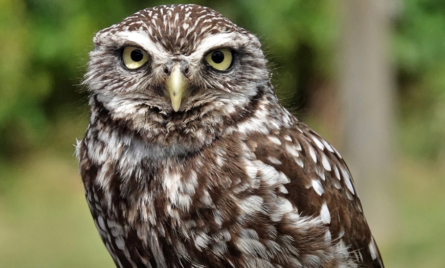 Image 9: Up to 41% Off on Falconry - Recreational at The North Somerset Bird Of Prey Centre