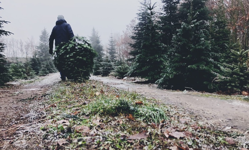 Image 5: Premium-Weihnachtsbaum zum Selbstschlagen inkl. 4 Heißgetränke
