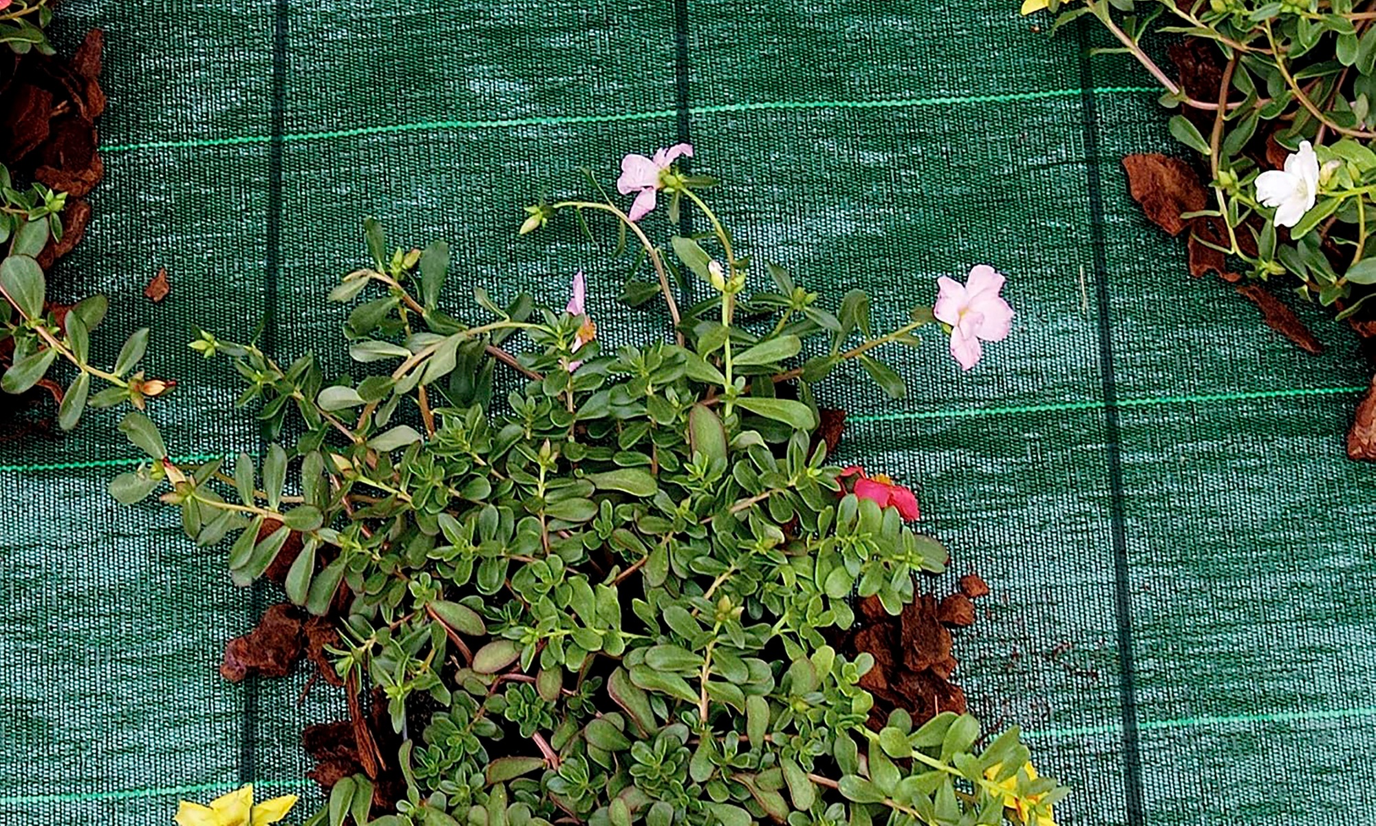 Telo Pacciamatura Protettivo da Giardino