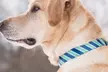 kurgo Muck Waterproof Dog Collar or Leash - Second Medium
