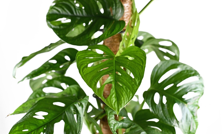 Image 3: Monstera ‘Monkey Mask’ Plants