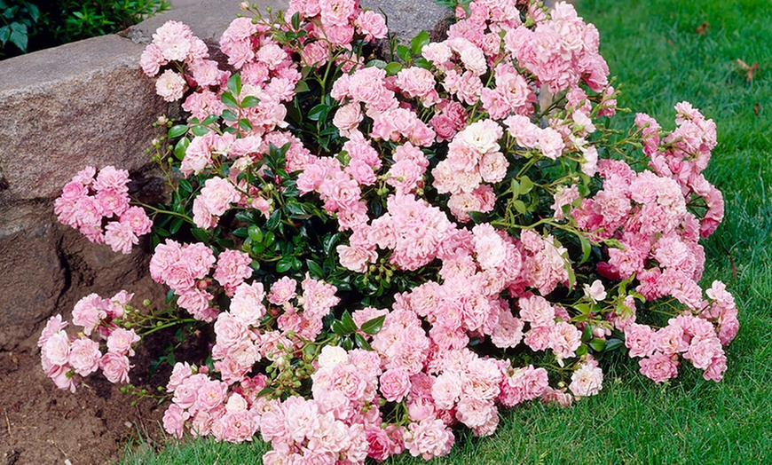 Image 5: Polyantha "The Fairy" Rose, 2L