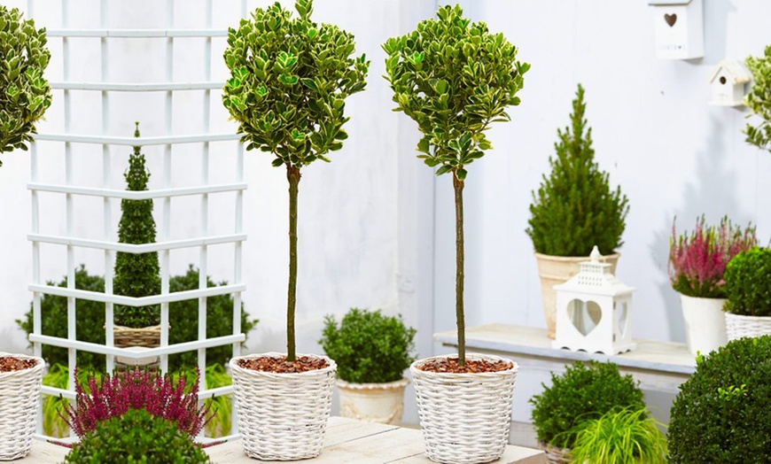 Image 3: 2 or 4 Evergreen Euonymus Topiary Trees