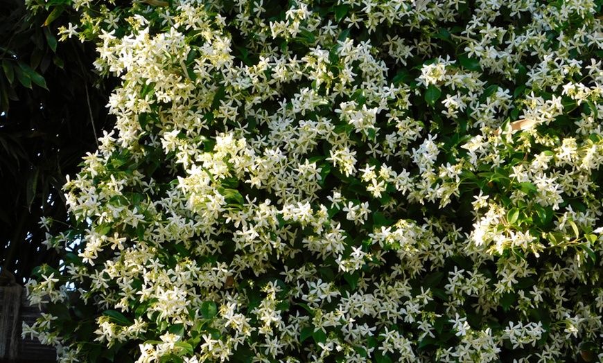 Image 2: One or Two Plants of Yellow Star Jasmine - Star of Toscana