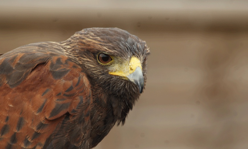 Image 2: Falconry Experience