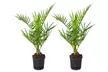 1 ou 2 palmiers dattiers Phoenix "Canariensis", hauteur de 50-60 cm ou 65-85 cm à la livraison, au choix - Second Medium