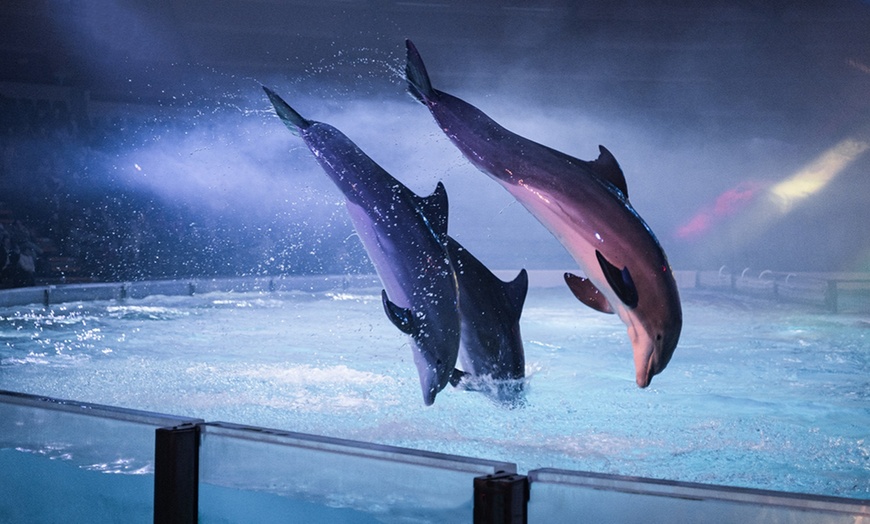 Image 2: Une journée magique au delphinarium de Boudewijn Seapark