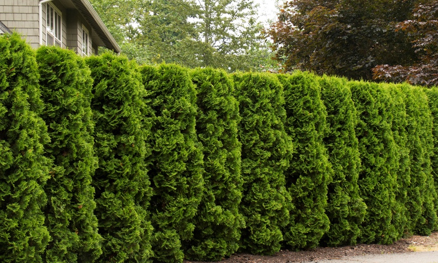 Pre-Order: American Arborvitae Hedge Bare Roots (5-, 10-, or 15-Pack ...