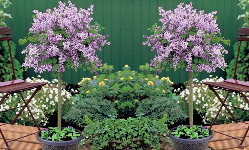 Image 1: Dwarf Lilac Standard Tree - One, Two or Three Plants in 2-litre Pot