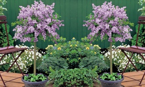 Dwarf Lilac Standard Tree - One, Two or Three Plants in 2-litre Pot