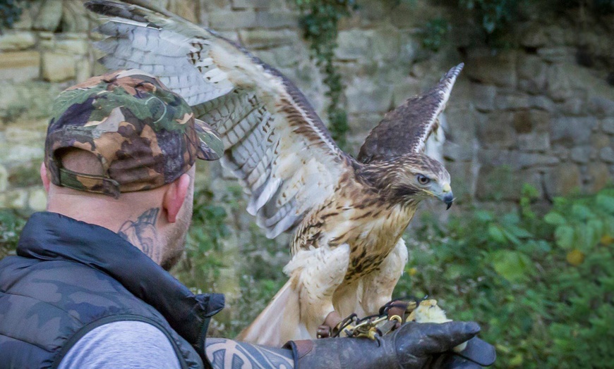 Image 2: Group Bird of Prey Handling