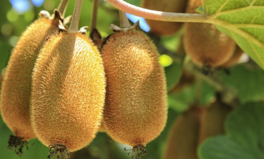 Image 1: Planta de kiwi resistente al frío