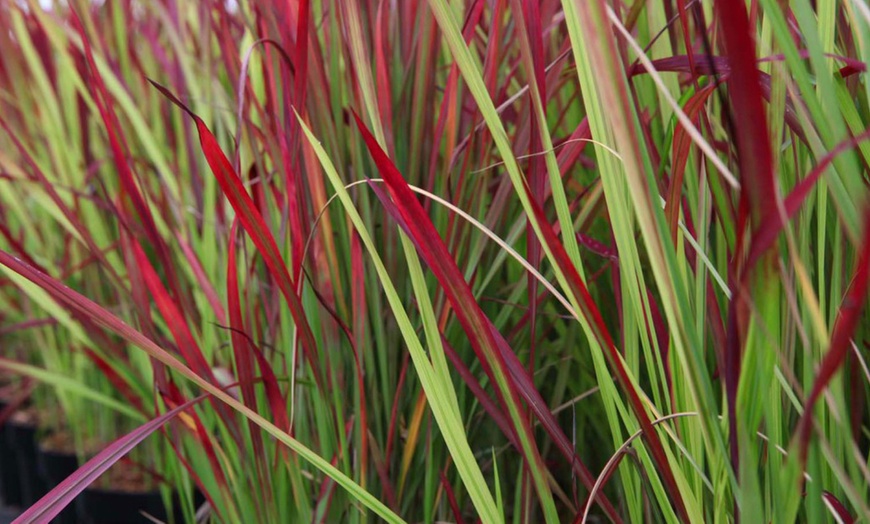 Image 3: Japanese Blood Grass ‘Red Baron’ – 2 or 3 Potted Plants