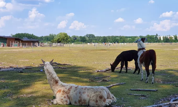 Erlebe magische Momente mit Lamas und Alpakas in der Natur