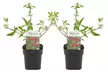 Set di 2 o 4 piante di Buddleja Davidii Royal Red, con spedizione gratuita - Image 3