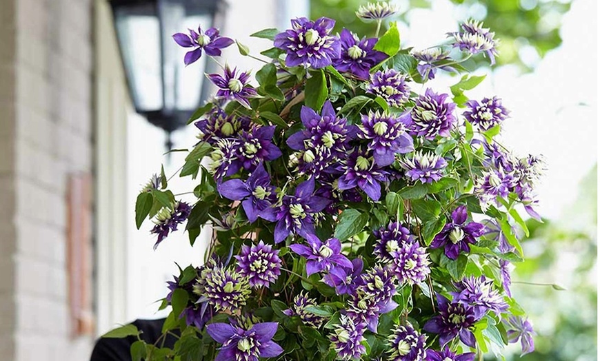 Image 4: 2er- oder 4er-Set Waldreben (Clematis) Taiga